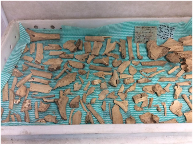 A small portion of our largest animal bone sample of the season.