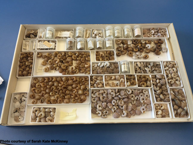Tray of shells, Smithsonian Institute
