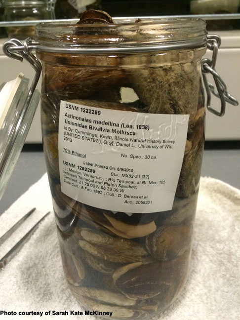 Jar of mollusks, Smithsonian Institute