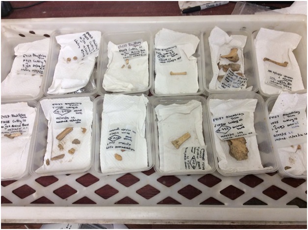 Some smaller animal bone samples.