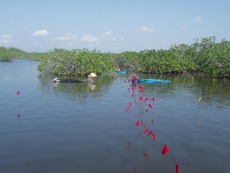 Paynes Creek National Park, Belize.