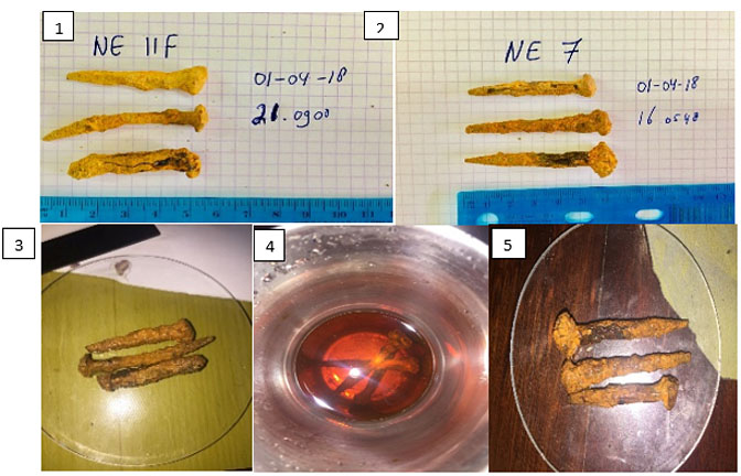 Figure 2: The nails before (#1 & #2), during (#3) and after a desalinization process (#4 & #5).